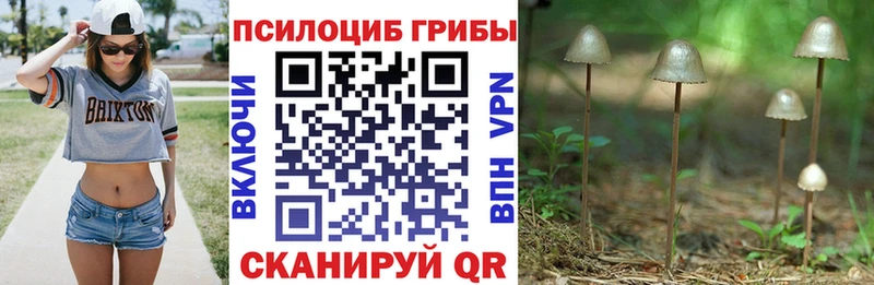 Купить  Сосногорск  Псилоцибиновые грибы мицелий 